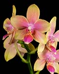 Phal. I-Hsin Venus